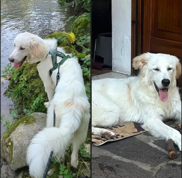 Mix Maremmano 8mesi BELLISSIMO E BUONO Brescia 