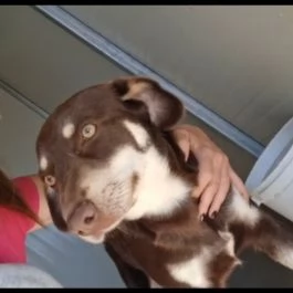 Simil segugio 2anni marrone occhi ambra 