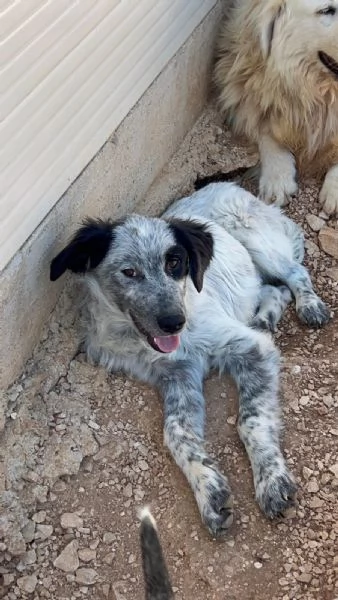 3cucciolotti 7mesi crescono senza richieste Bari | Foto 5