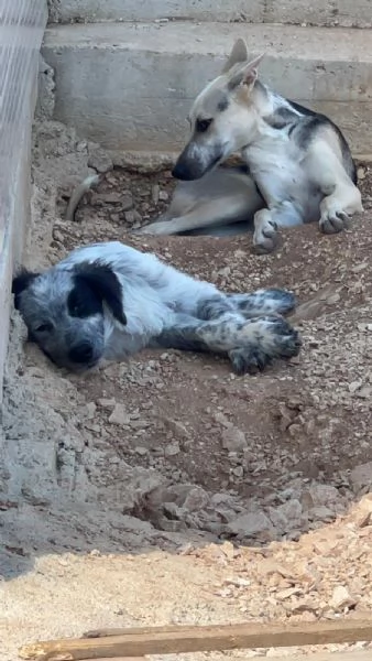 3cucciolotti 7mesi crescono senza richieste Bari | Foto 4