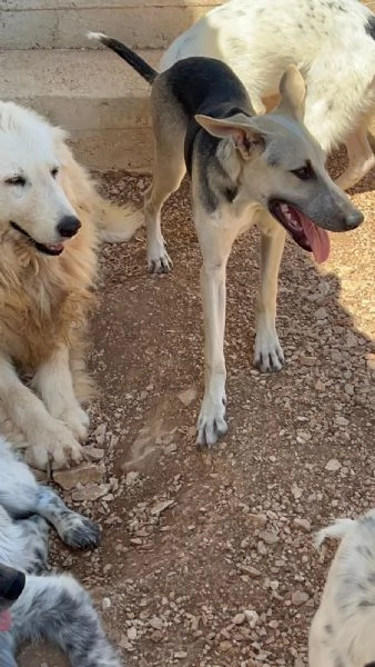 3cucciolotti 7mesi crescono senza richieste Bari | Foto 1