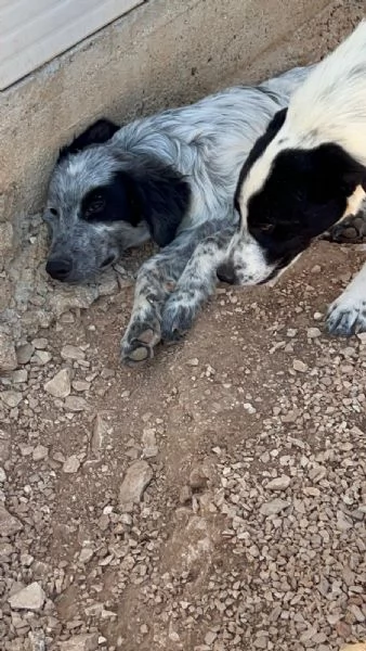 3cucciolotti 7mesi crescono senza richieste Bari | Foto 0