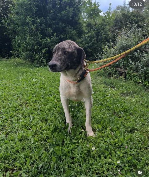 Luna 18mesi rinata pronta x ladozione ROMA | Foto 1