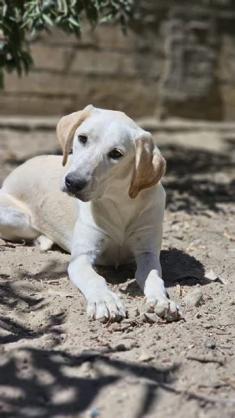 Fratellosorella 7mesi URGENTE STALLO X NON FINIRE IN CANILE | Foto 4