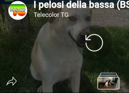 Mix Labrador femmina 3anni e 12 aspetta da 2anni | Foto 6