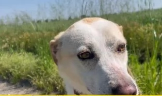 Mix Labrador femmina 3anni e 12 aspetta da 2anni | Foto 5