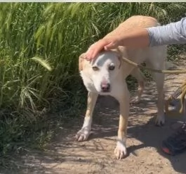 Mix Labrador femmina 3anni e 12 aspetta da 2anni | Foto 4