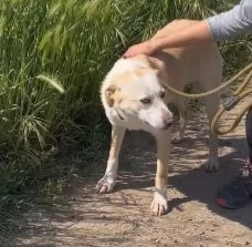 Mix Labrador femmina 3anni e 12 aspetta da 2anni | Foto 3