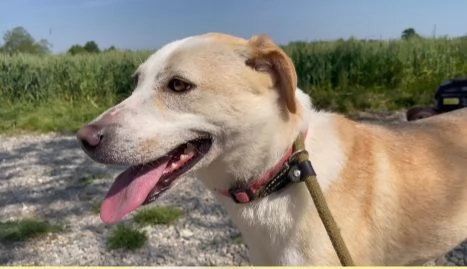 Mix Labrador femmina 3anni e 12 aspetta da 2anni | Foto 2