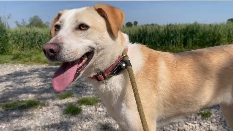 Mix Labrador femmina 3anni e 12 aspetta da 2anni