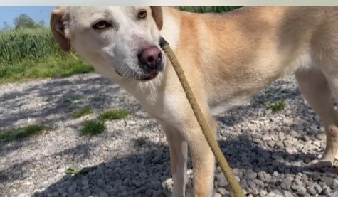 Mix Labrador femmina 3anni e 12 aspetta da 2anni | Foto 1