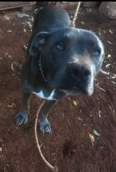 Pitbull terrier femmina 2anni buonissima SICILIA  | Foto 0