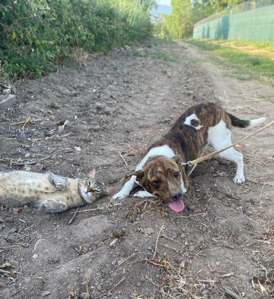 Biscotto 20mesi kg6 URGE CASA SARDEGNA | Foto 3