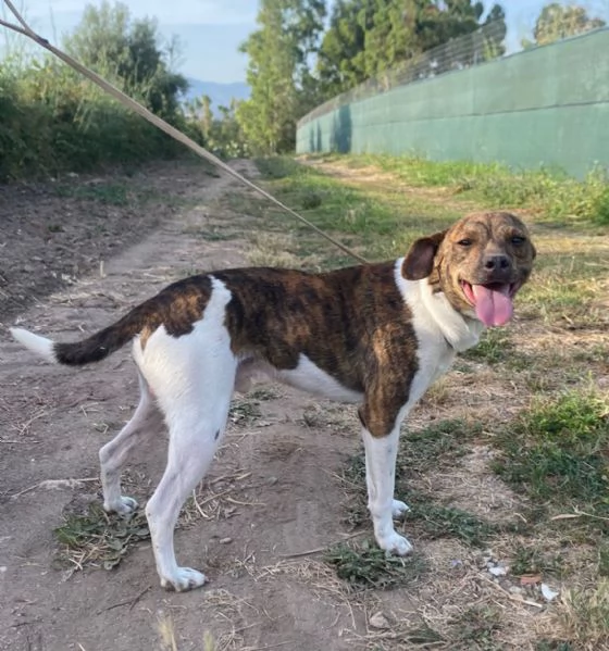Biscotto 20mesi kg6 URGE CASA SARDEGNA | Foto 1