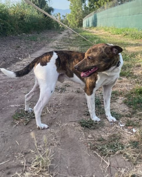Biscotto 20mesi kg6 URGE CASA SARDEGNA | Foto 0