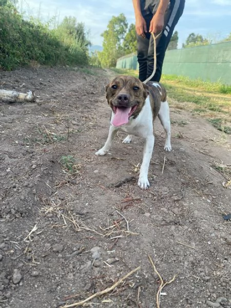 Biscotto 20mesi kg6 URGE CASA SARDEGNA