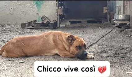 1anno vive a catena maltrattato SOS SALVEZZA SUD