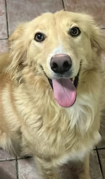 Blondie 18mesi tg contenuta finita in canileSICILIA | Foto 5