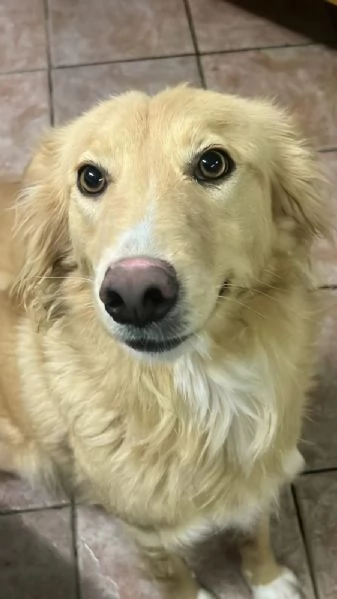 Blondie 18mesi tg contenuta finita in canileSICILIA | Foto 3