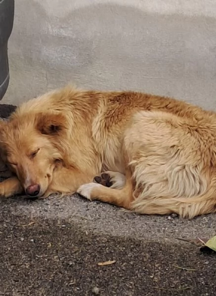 Blondie 18mesi tg contenuta finita in canileSICILIA | Foto 1