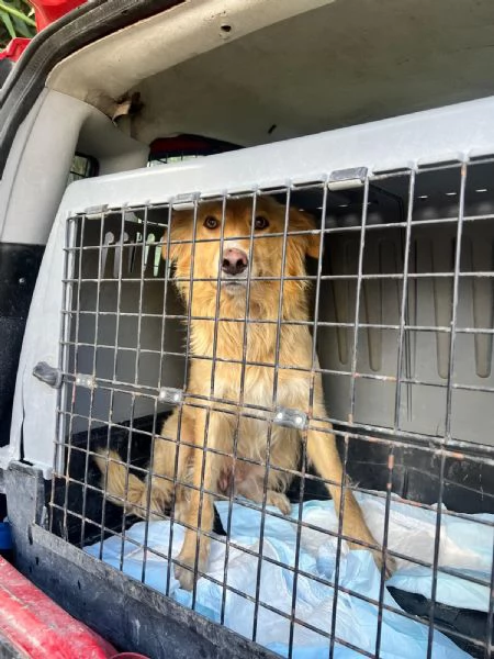Blondie 18mesi tg contenuta finita in canileSICILIA | Foto 0