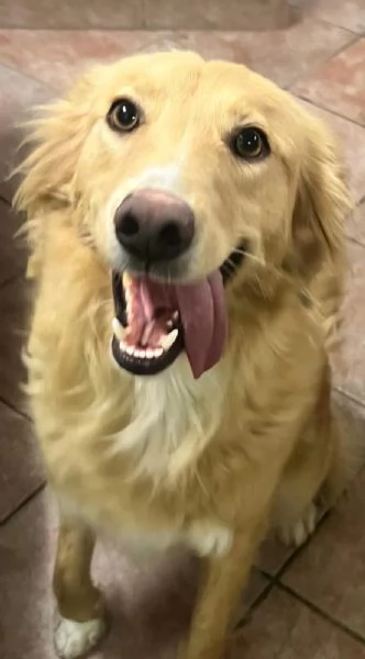 Blondie 18mesi tg contenuta finita in canileSICILIA