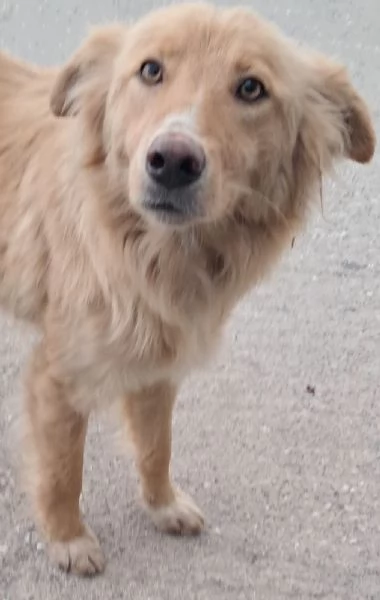Blondie 18mesi tg contenuta finita in canileSICILIA