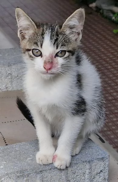 Micini tigrati 1mese e 12 mamma decedutaVOGHERAPV | Foto 3