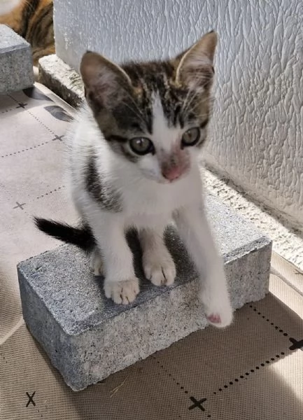 Micini tigrati 1mese e 12 mamma decedutaVOGHERAPV | Foto 1