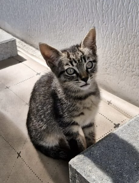 Micini tigrati 1mese e 12 mamma decedutaVOGHERAPV | Foto 0