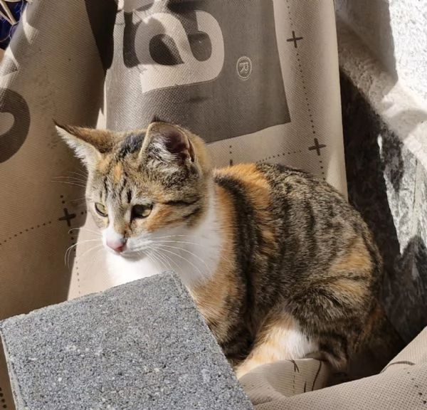 Micina 1mese e 12 e tricolore tigrata 3mesi VOGHERA | Foto 0