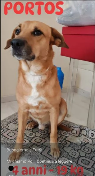 Portos 4anni kg19 ok gatti padrona malata MILANO