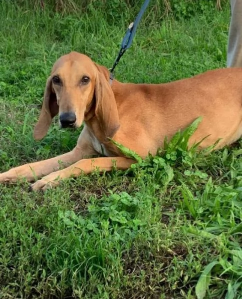Segugio Italiano 18mesi presto in canile ROVIGO | Foto 2