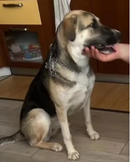 Maya pastorina 10mesi sta x andare in canile | Foto 5