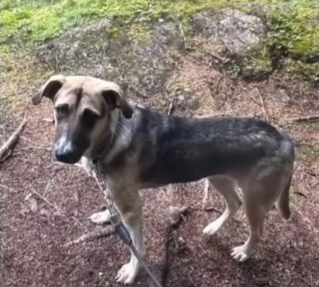 Maya pastorina 10mesi sta x andare in canile | Foto 4
