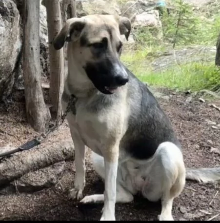 Maya pastorina 10mesi sta x andare in canile | Foto 3