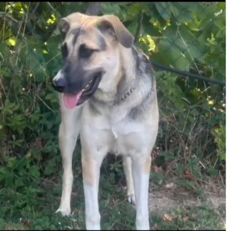 Maya pastorina 10mesi sta x andare in canile | Foto 2