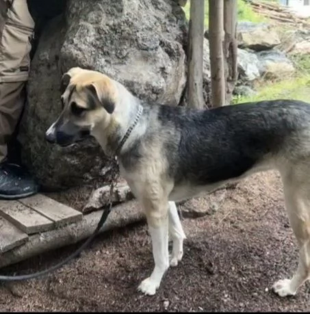Maya pastorina 10mesi sta x andare in canile | Foto 1
