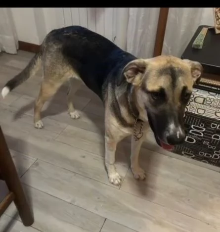 Maya pastorina 10mesi sta x andare in canile