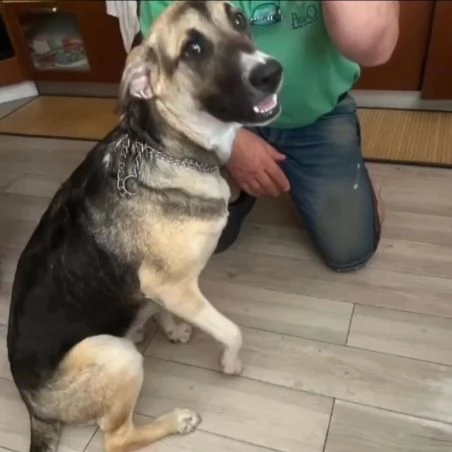 Maya pastorina 10mesi sta x andare in canile | Foto 0