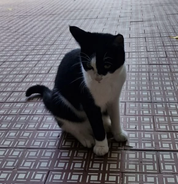 Micetta biancanera sui 5mesi VOGHERA PV | Foto 0