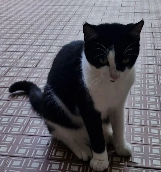 Micetta biancanera sui 5mesi VOGHERA PV
