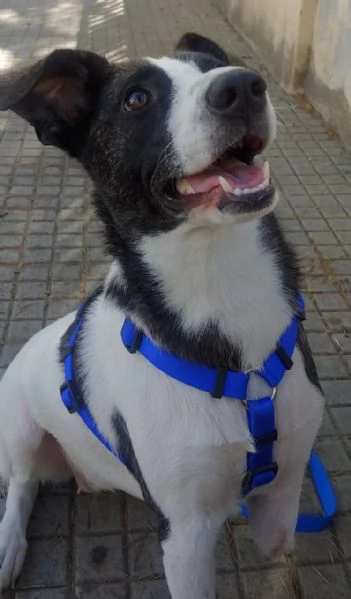 Luce femmina 2anni kg15 TRIPODE SOS SARDEGNA | Foto 1