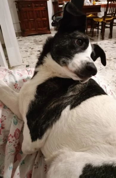 Luce femmina 2anni kg15 TRIPODE SOS SARDEGNA | Foto 0