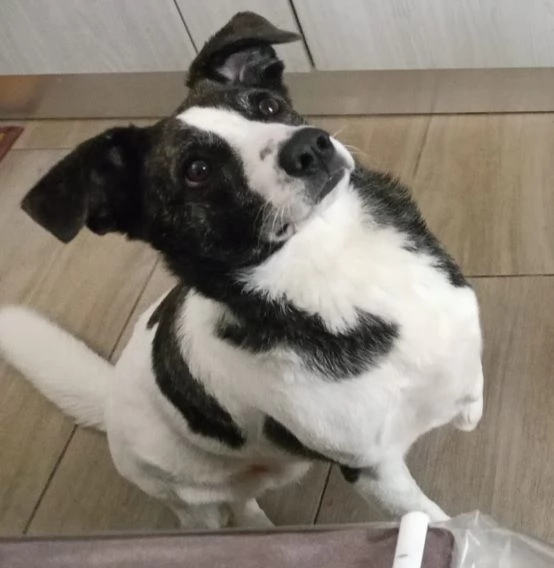 Luce femmina 2anni kg15 TRIPODE SOS SARDEGNA