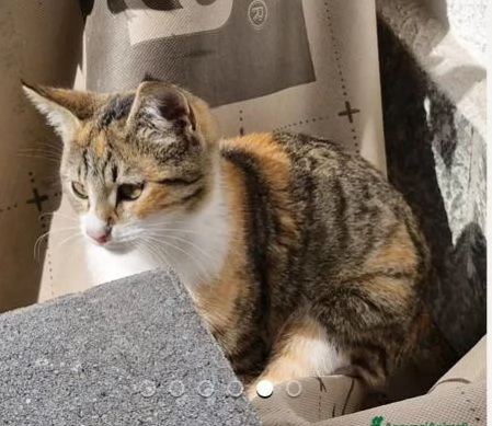 Micina tigrata tricolore 4mesi e nerabianca 5mesiVOGHERA 