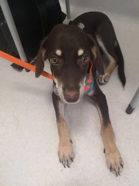 Tommy 2anni media contenuta marrone occhi ambra | Foto 0