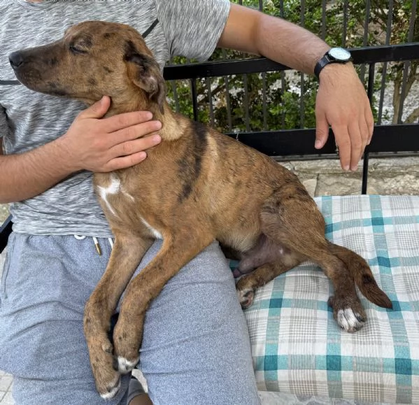Nocciolino e Mary quasi 5mesi INVISIBILI SICILIA
