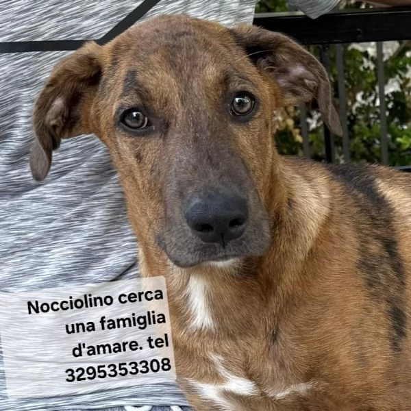 Nocciolino e Mary quasi 5mesi INVISIBILI SICILIA | Foto 5