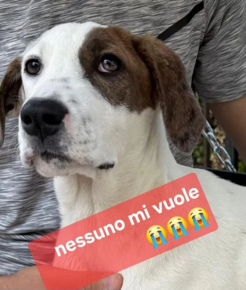 Nocciolino e Mary quasi 5mesi INVISIBILI SICILIA | Foto 4